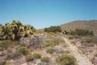 Joshua Trees